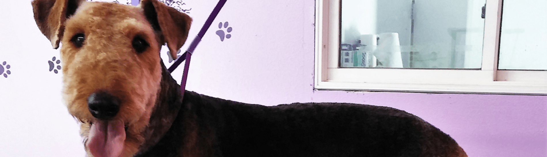 Tender, Love and Care Pet Salon, LLC