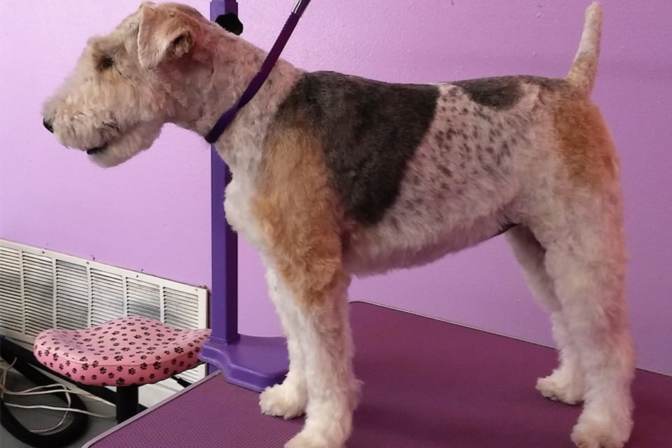 Dog Groomer