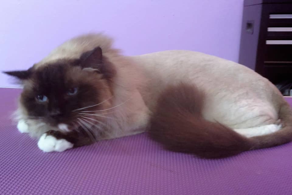Pet Care and Grooming